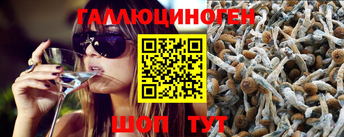 Псилоцибиновые грибы GOLDEN TEACHER  купить наркоту  Гай  Вход с VPN  Псилоцибиновые грибы прущие грибы 